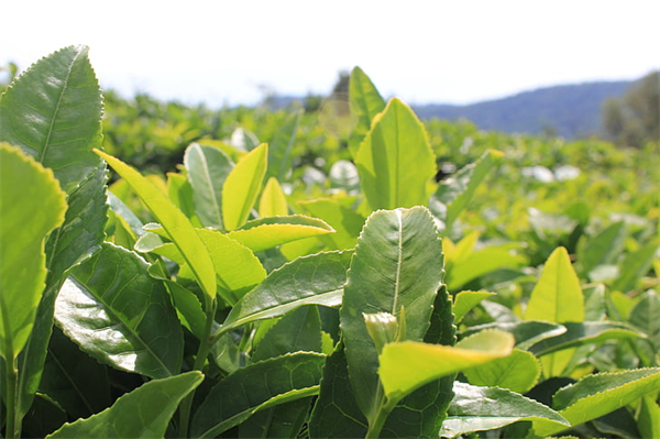 tea-tea-plantation-plants-sheet-preview.jpg